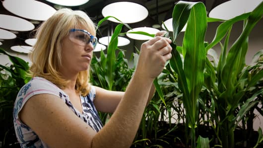 A research biologist takes tissue samples from genetically modified corn plants inside a climate chamber housed in Monsanto agribusiness headquarters in St Louis.