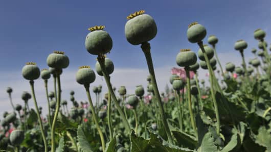 Opium poppies in Afghanistan