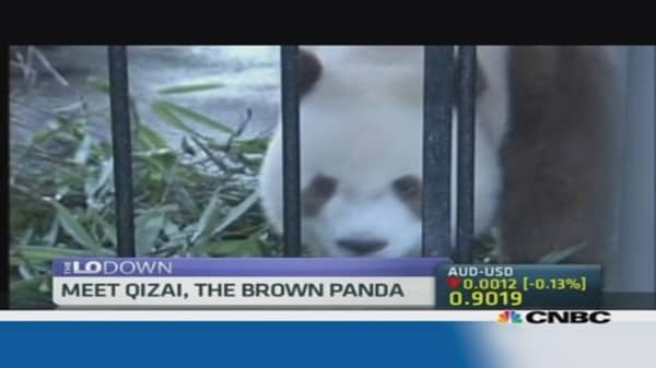 Meet Qizai, the brown panda