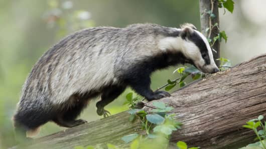 5,000 badgers are expected to be culled in a six-week U.K. trial