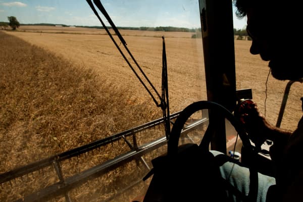 A farmer drives a combine while harvesting soybeans.