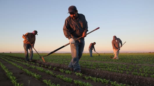A file photo of Mexican agricultural workers on a farm in Holtville, Calif.