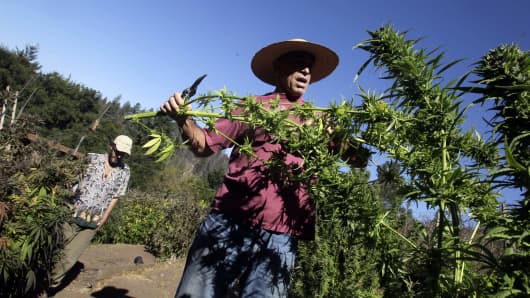 Mike Corral cuts branches from a marijuana plant as he prepares a harvest in Davenport, Calif.