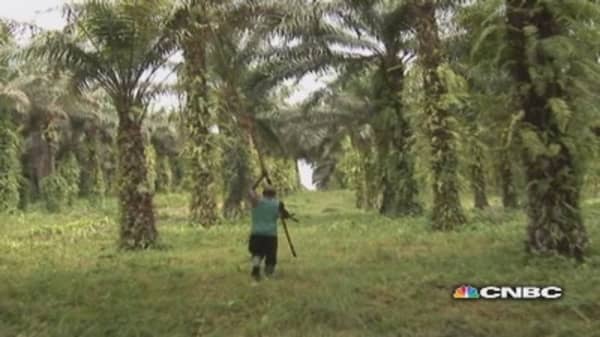 The politics of palm oil