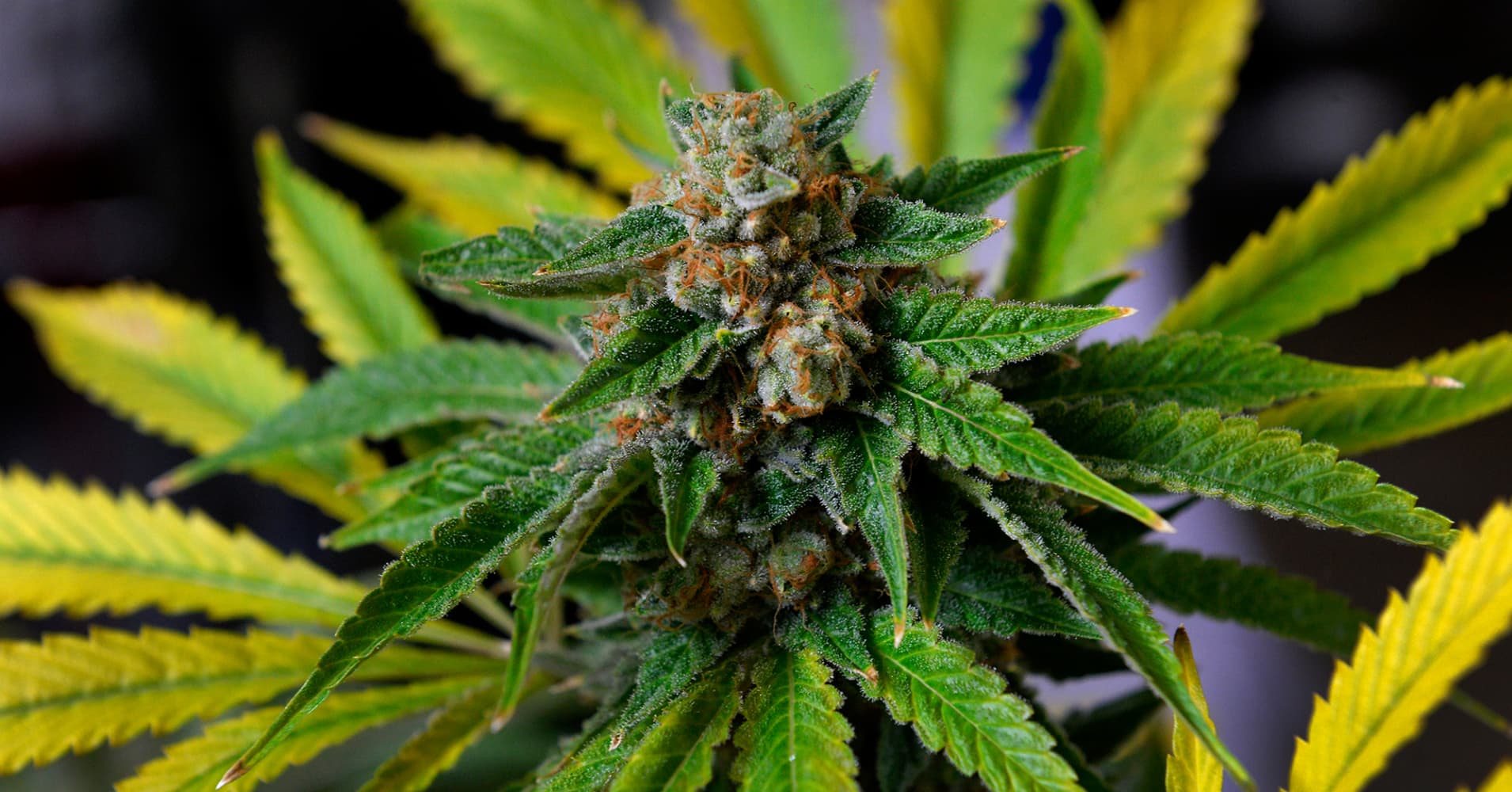 Colorado Marijuana Study Finds Legal Weed Contains Potent ...