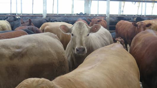 Beef cattle from Peine Farms in Cannon Falls, Minn.