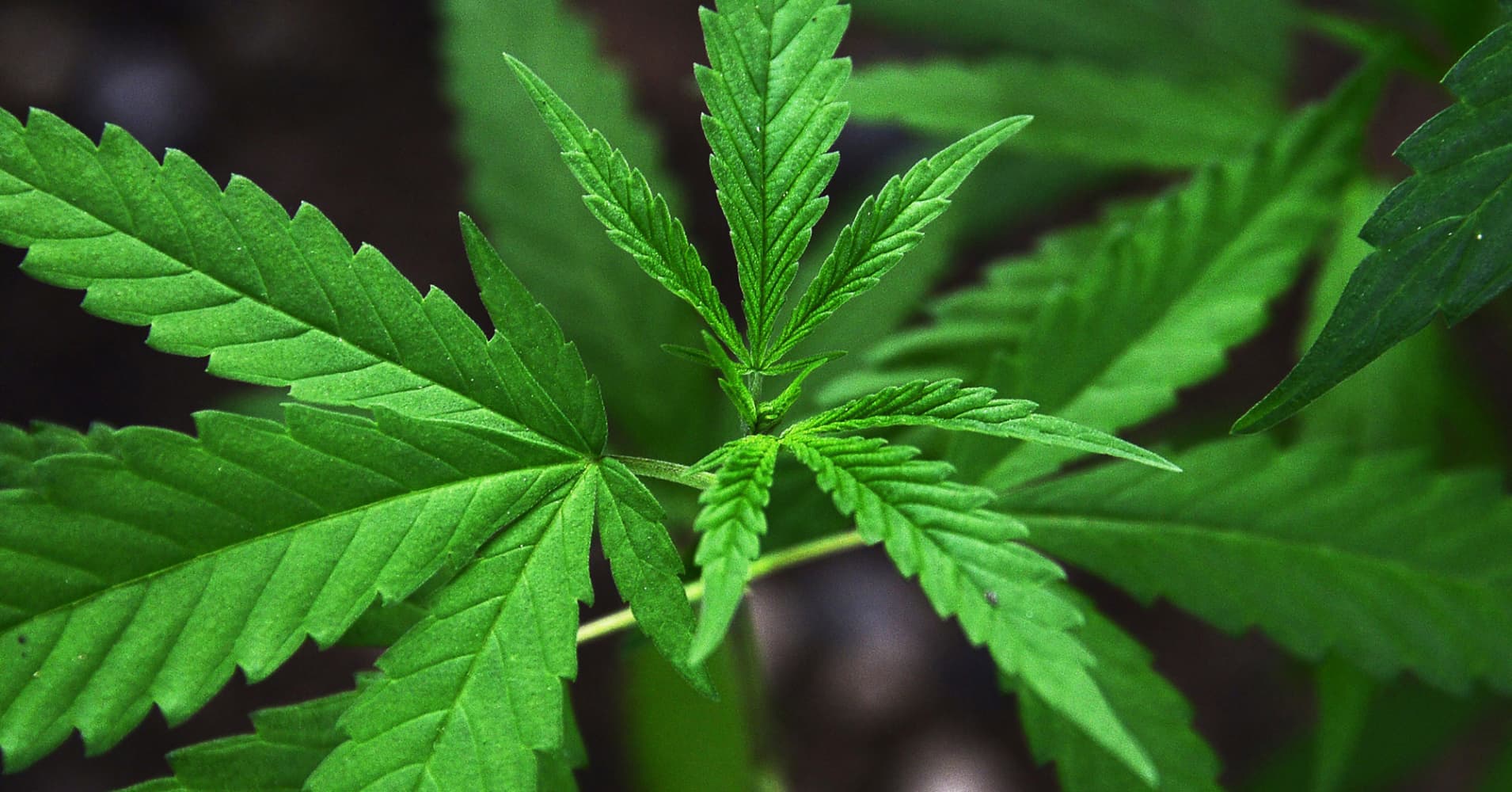 Legalization of marijuana analysis report