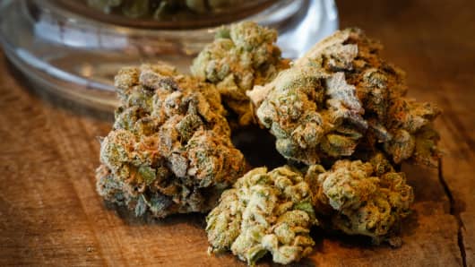 Marijuana buds at The Farm in Boulder, Colorado.