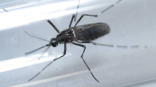 An aedes aegypti mosquitoe is seen inside a test tube as part of a research on preventing the spread of the Zika virus and other mosquito-borne diseases at a control and prevention center in Guadalupe, neighbouring Monterrey, Mexico, March 8, 2016. 