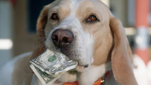 Dog eats money