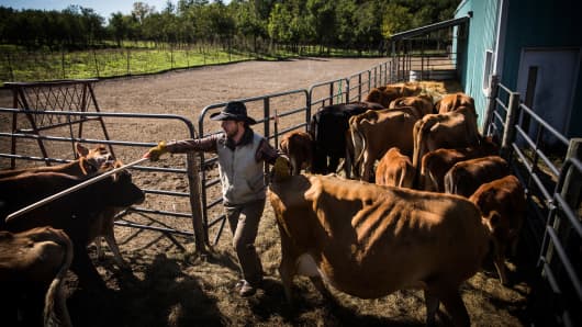 A cattle farmer organizes his cattle while moving them to a new field for grazing in Raymond, Neb.