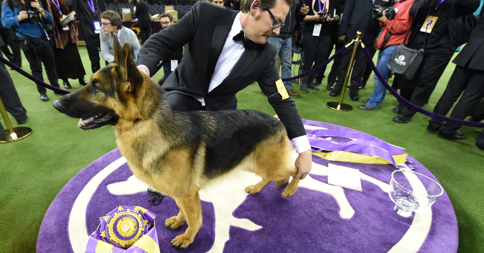 Rumor has it! German shepherd takes top prize at dog show
