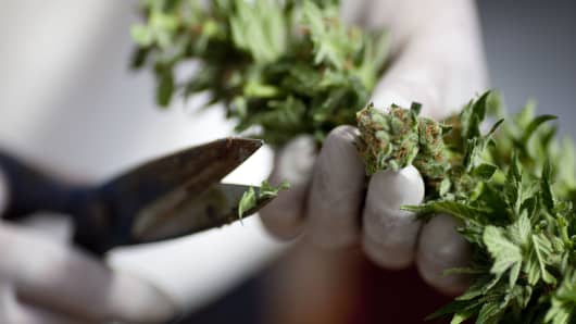 A worker trims cannabis at the growing facility of the Tikun Olam company on March 7, 2011 near the northern city of Safed, Israel.