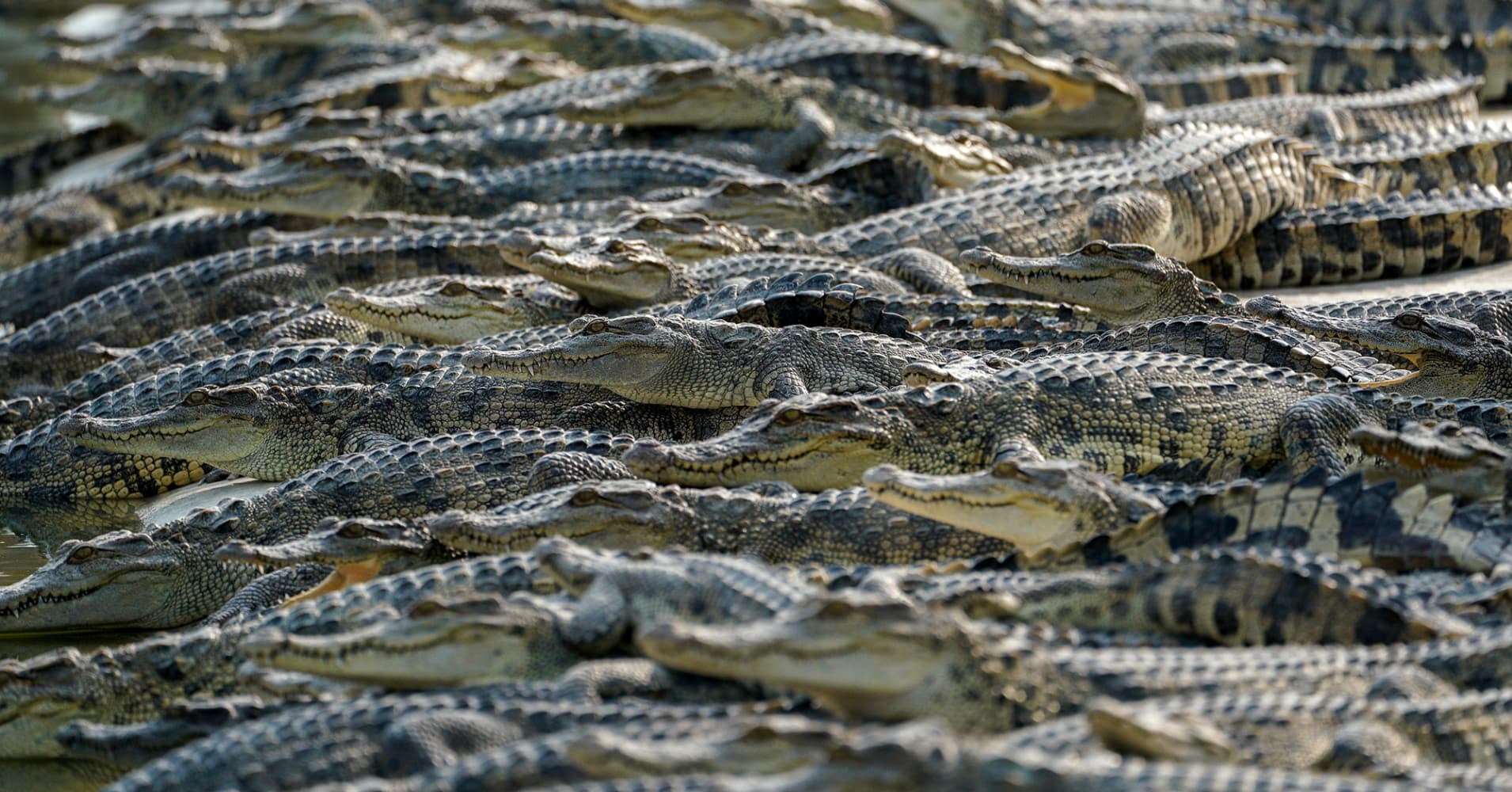 Image result for crocodile farm