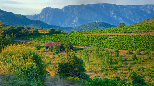 Vineyards near Saint Chinian, France.