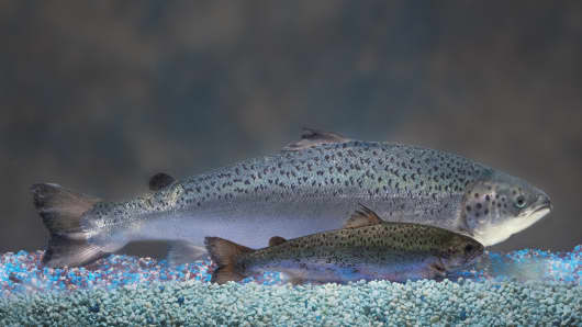 12-month old  sisters. The larger salmon has the transgene. The smaller fish will eventually grow as large.
