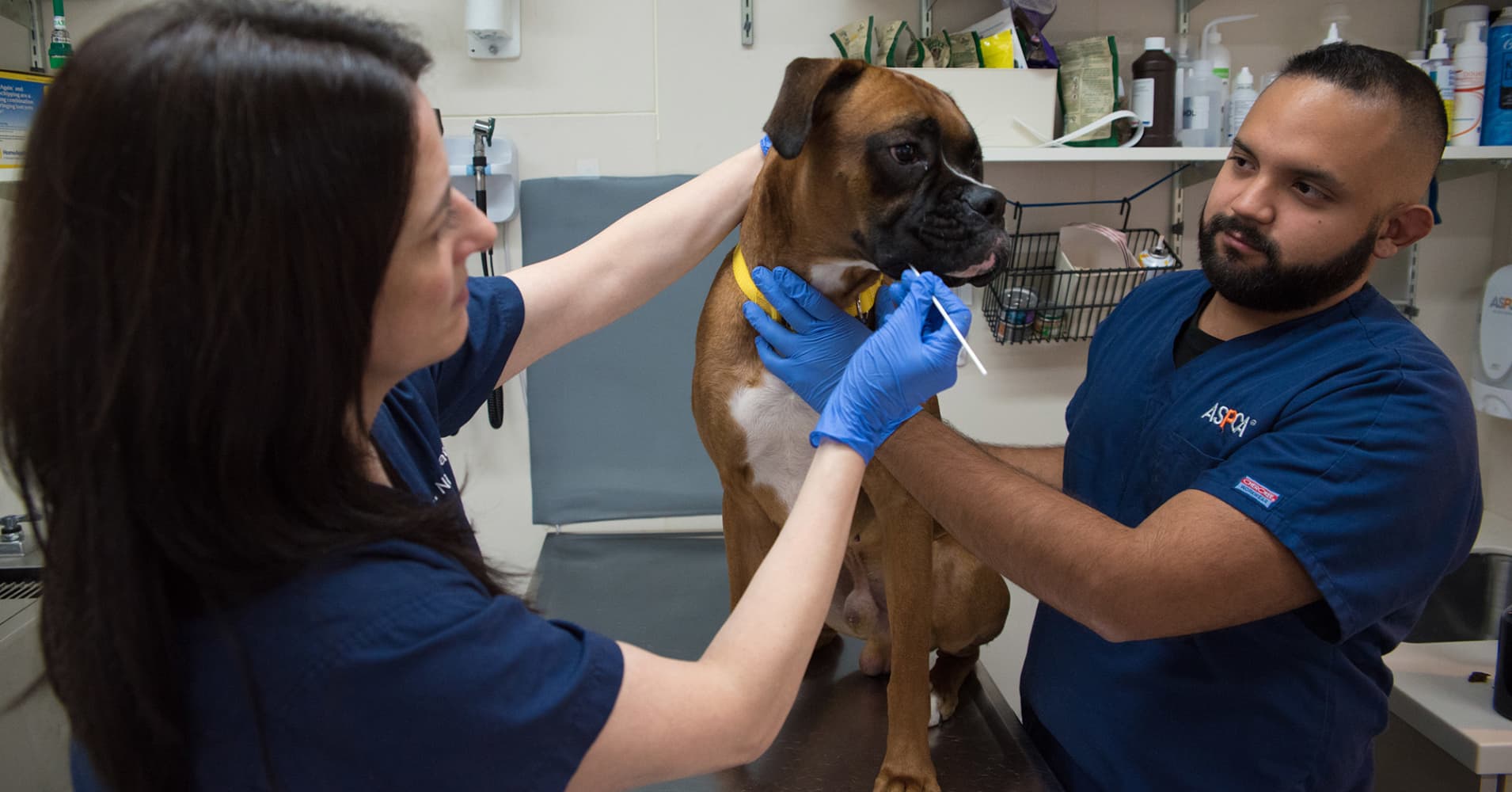 ASPCA forensic veterinarian Dr. Laura Niestat examines a dog at the ASPCA Animal Hospital in New York City.