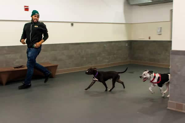 Frito and King, dogs seized by the NYPD as part of animal cruelty investigations, receive medical treatment and behavioral enrichment at the ASPCA Gloria Gurney Canine Annex for Recovery & Enrichment Ward in New York City. Dogs are pictured utilizing one of two spacious exercise rooms used for daily exercise and training sessions.