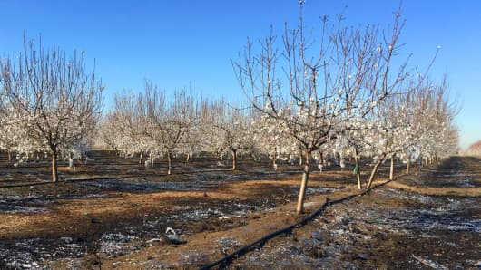 This photo provided by farmer Ryan Jacobsen shows a field and branches on his almond trees covered in ice, a result of micro sprinklers that are turned on to release heat from the water to raise the field temperature 1-3 degrees, in his orchard near Fresno in California's Central Valley Tuesday, Feb. 20, 2018.