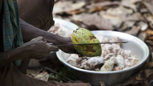 A farmer opens up a cocoa pod with a machete to extract the beans on November 11, 2015, in Akyekyere, Ghana.
