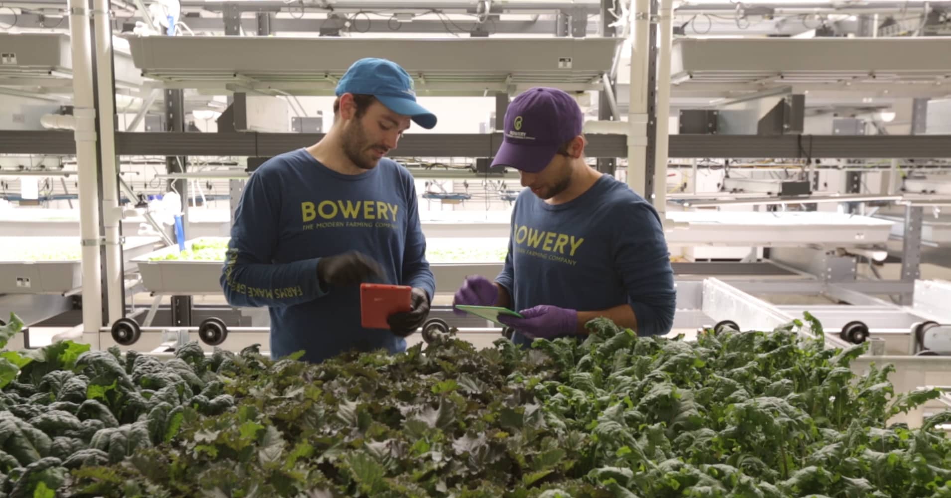 Bowery Farming is growing crops in warehouses to create food like customized kale
