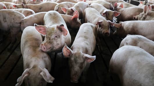 Four-month-old pigs in a finishing barn are seen at Wessling Farms near Grand Junction, Iowa.