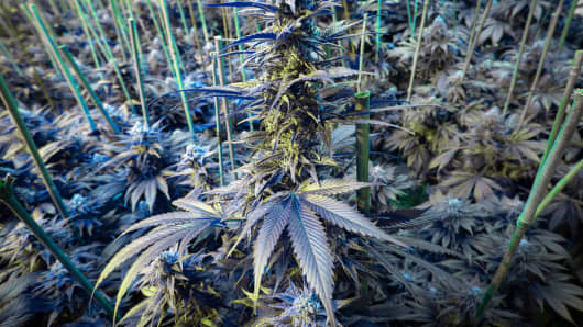 Interior of a commercial medical and recreational marijuana grow facility in Denver, Colorado.