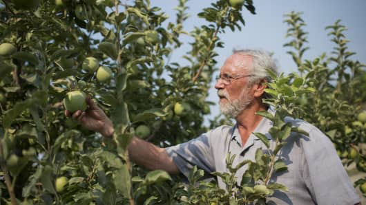 Rep. Dan Newhouse, R-Wash., picks apples on his farm. He wrote in April: 'When it comes to a trade war that exposes agriculture producers in Central Washington and elsewhere, farmers need a quick solution.'