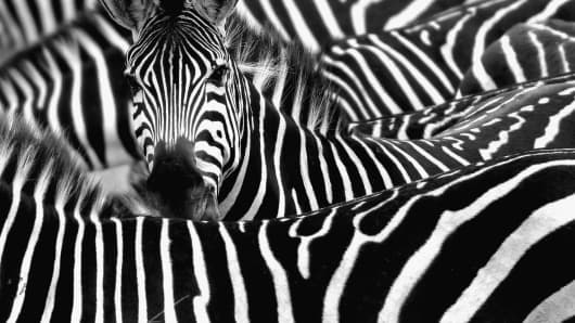 Zebra surrounded with black and white stripes