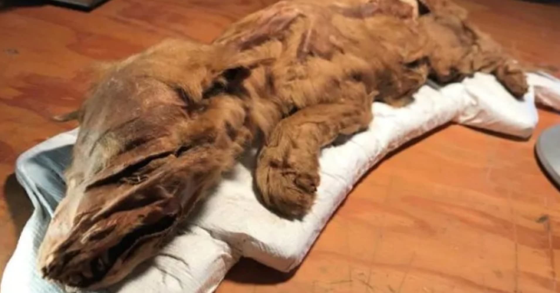 Mummified Ice Age wolf pup, caribou still covered with fur found by gold miners