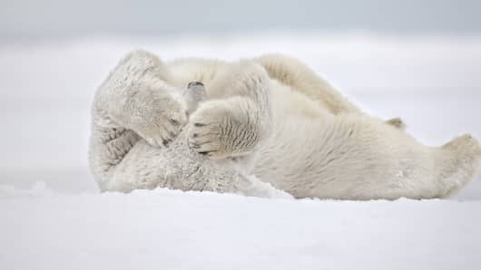 Polar Bear Rolls In The Snow On An Island In The Beaufort Sea On Alaskas Arctic Coast