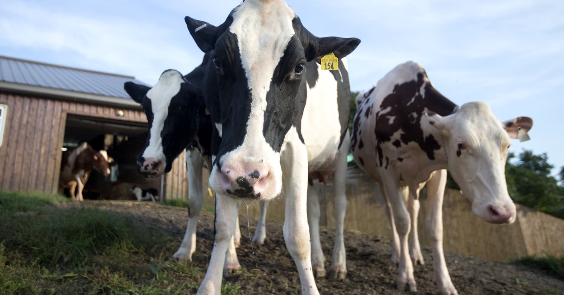 Canadian dairy farmers fume new US trade deal too costly ...