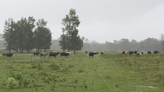 Heavy rains fall on cattle ranch in north Walton County. Florida on Oct. 10. 2018 as Hurricane Michael closed in on the Panhandle region. 