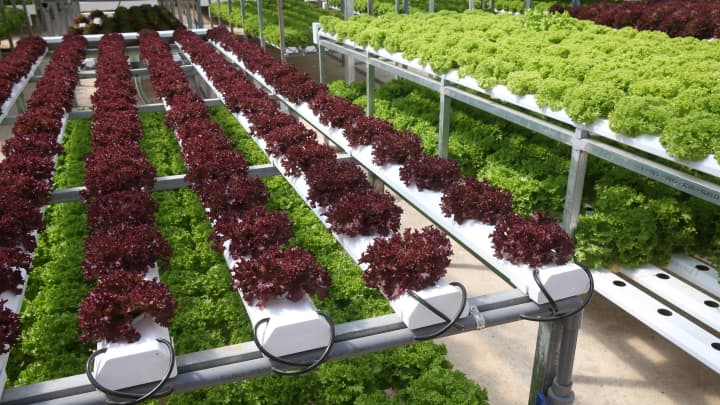 Organic hydroponic vegetable farm.  Lettuce rows in greenhouse.  Dalat. Vietnam.