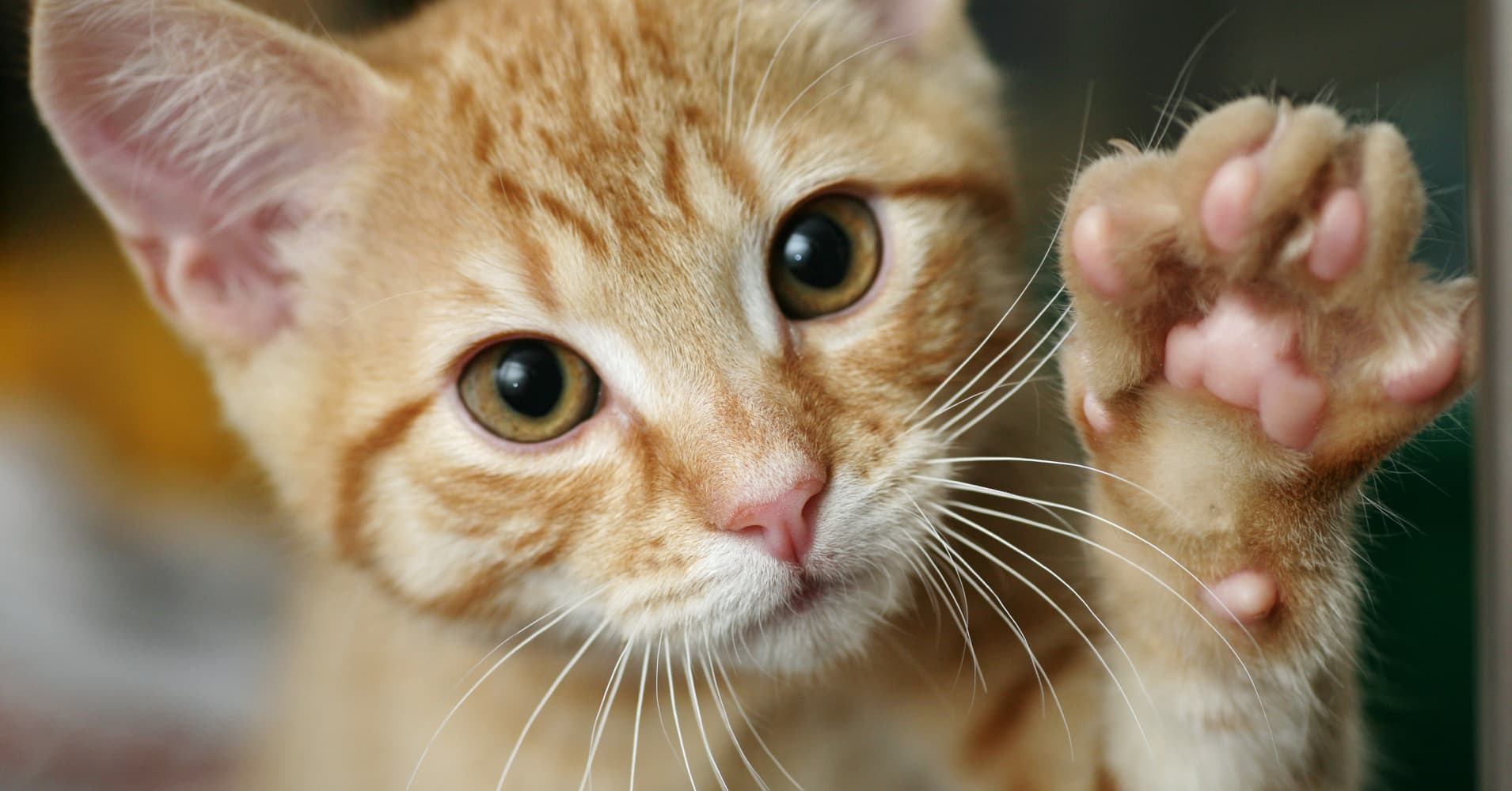 USDA ends practice of deadly experiments on kittens