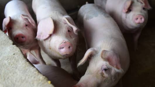 Pigs raised by farmers are seen at Linquan county on December 5, 2018 in Fuyang, Anhui Province of China. A total of 81 cases of the African swine fever had been reported in 21 provincial regions in China by Monday, according to Xinhua.